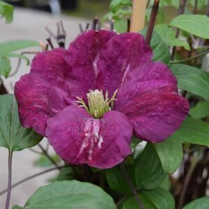 Clematis 'Ville de Lyon' (LL) 60-80 cm